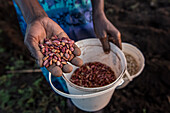 Harvesting beans, Kenya