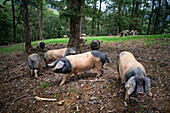 Basque pigs