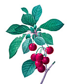 Royal cherries, 19th century illustration