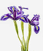 Dutch iris (Iris x hollandica) flowers, illustration
