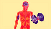 Man doing biceps curls, illustration