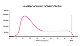 Human chorionic gonadotropin level during pregnancy, illustration
