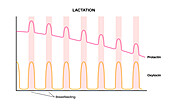 Prolactin levels postpartum, illustration