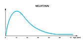 Melatonin dependence on age in human body, illustration