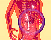 Stomach, conceptual illustration