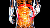 Female abdominal and pelvic organs, conceptual illustration