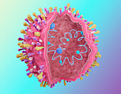 Respiratory syncytial virus, illustration