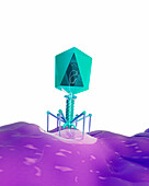 T4 bacteriophage infecting bacterium, illustration