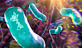 RNA obelisks in gut bacteria, illustration
