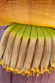 Banana flower (Musa sp.)