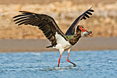 Black stork foraging for food