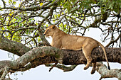 Lioness resting in tree