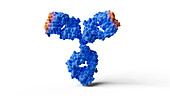 Antibody antigen binding site, illustration