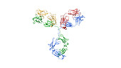 Antibody structure, illustration