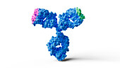 Bispecific antibody drug, illustration