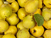 Quinces, partly with leaves