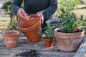 Planting strawberry 'Rubra' in a pot