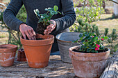 Plant strawberry 'Rubra' in pot