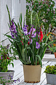 Planting gladioli in a pot