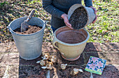 Planting Lily - Salmon Twinkle