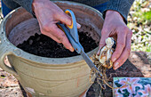 Lily 'Salmon Twinkle', planting bulbs, detail