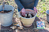 Lily 'Salmon Twinkle', planting bulbs