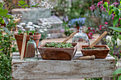 Sowing spider flower and Patagonian verbena