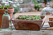 Sowing spider flower