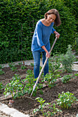 Hilling potatoes