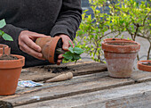 Planting out bell vine