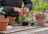 Pricking out bell vine (Cobaea scandens)