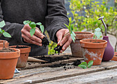 Pricking out bell vine (Cobaea scandens) in flower pots