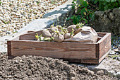 Pre-germinated potatoes in a box, place in the bed and plant out