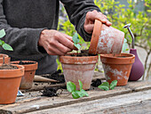 Pricking out bell vine (Cobaea scandens) in flower pots