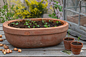 Turnip (Navette), sowing and seedlings in pot