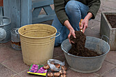 Planting gladiolus bulbs (Gladiolus) in a pot