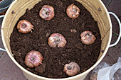 Planting gladioli in a pot Correctly laid gladiolus bulbs