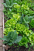 Salat, Spinat und Kohlrabi im Folienhaus angezogen