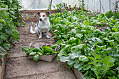 Freshly harvested spinach