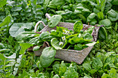 Harvesting spinach