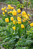 Tulip 'Strong Gold' (Tulipa) in the bed with water droplets