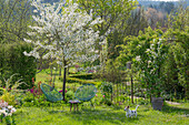 Flowering sour cherry 'Köröser Weichsel' (Prunus Cerasus) in front of tulips (Tulipa) in the bed and foam blossom with seat in the garden