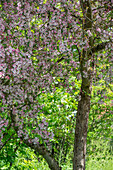 Ornamental apple tree in the garden