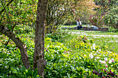 Lenz roses (Helleborus) and tulip (Tulipa) 'Marilyn' under ornamental apple tree in the garden