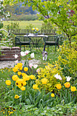 Seat in the garden, bed with tulip (Tulipa) 'Marilyn' and 'Strong Gold', and cat in the meadow