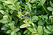 Buchsbaumzünsler, Schädling auf Buchsbaumhecke (Cydalima perspectalis), close-up