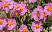 Sonnenröschen 'Lawrensons Pink' (Helianthemum) mit Biene auf Blüte, close-up