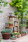 Sedum Atlantis, star moss, moonstone, houseleek, saxifrage, echeveria, blue fescue in pots on tiered planters as patio decorations