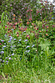 Bachnelkenwurz (Geum Rivale) in the bed in the ingrown garden