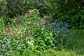 Geum rivale in a border in the mature garden